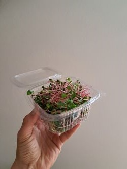 redkvicka rose microgreens
